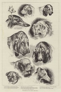 养犬俱乐部狗展