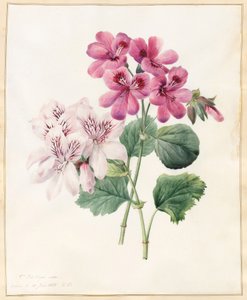 两种混合&39;Peliagonium&39;，1828年（wc与牛皮纸上的一些体色） 作者 路易丝·多林斯