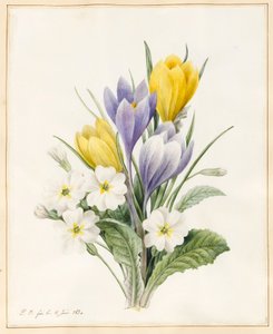 白色报春花和早期杂交番红花，1830年（wc与牛皮纸上的一些体色） 作者 路易丝·多林斯