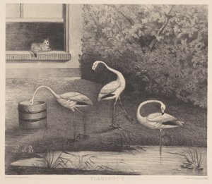 三只火烈鸟和一只猫 作者 P. Blommers (Steendrukkerij van)