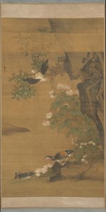 鸳鸯和棉花玫瑰木槿。 作者 陆吉