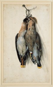两个死波希米亚的Waxwings 作者 卢卡斯·克拉纳赫