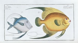 Chaetodon Aureus 作者 路德维希·施密特（Ludwig Schmidt）