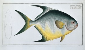 菱形齿形 作者 路德维希·施密特（Ludwig Schmidt）