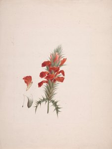 Acanthus Sennii Chiov.：绘制完成，增加了细节