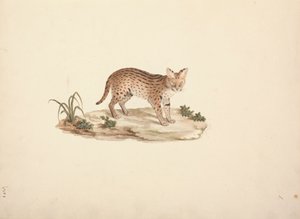 非洲野猫或薮猫