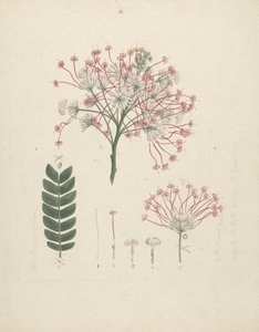 Albizia gummifera (J.F. Gmel.) C.A. Sm.(胶糖杏树）：嫩枝花头的完成图，附花序、小花和叶片的细节
