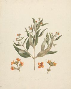 白骨壤 (Forssk.) Vierh。 （白红树林）：带有花朵细节的开花芽成品图