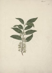 卡塔美味叉子。 (khat): 成品图
