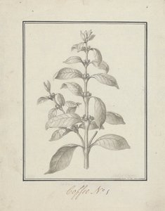 Coffea arabica L.（阿拉比卡咖啡）：叶芽和浆果的成品图