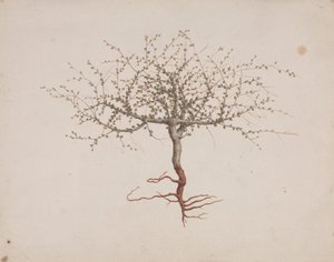 吉利德没药 (Commiphora gileadensis (L.) C. Chr.) （基列香脂，Opobalsam）：完成绘制树的习性（带根）