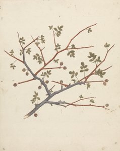 吉利德没药 (Commiphora gileadensis (L.) C. Chr.) （基列香脂，Opobalsam）：果枝的成品图
