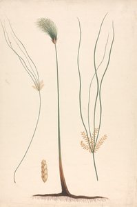 Cyperus papyrus L.（纸莎草）：蒸汽和花头的成品图，左右花序细节