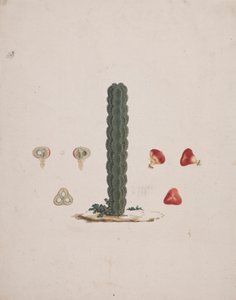 Euphorbia abyssinica J.F. Gmel.(埃塞俄比亚刺树）：单个树干的完成图，以及整个果实和剖开果实的细节