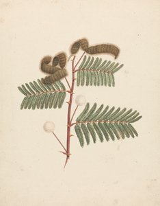 含羞草 (L.)：成品图