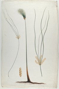纸莎草（植物和根细节），在詹姆斯·阿比西尼亚·布鲁斯（1730-94）之后（纸上的石墨）