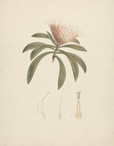 Protea gaguedi J.F. Gmel。 (Protea)：带有花卉细节的成品图