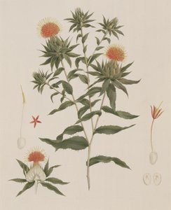 苏萨（叶子，花朵和细节）以前归因于詹姆斯布鲁斯（1730-94）（纸上的石墨）