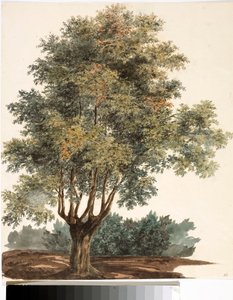 树（水彩，约 1825 年）