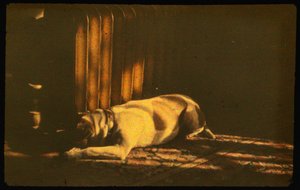 使用 Autochrome Lumière 和 35 毫米相机拍摄阳光下熟睡的狗的彩色照片... 作者 路易斯·马登