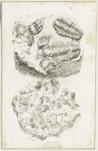 杜德利--化石：石版画，nd [约1825] (印刷品) 作者 卢克·布克