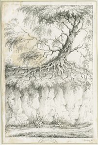 杜德利--树：石版画，nd [约1825] (印刷品) 作者 卢克·布克