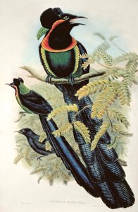 Arfak Astrapia，Astrapia Nigra  - 天堂鸟