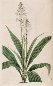 Calanthe triplicata（作为副生Calanthe veratrifolia）（植物）的插图