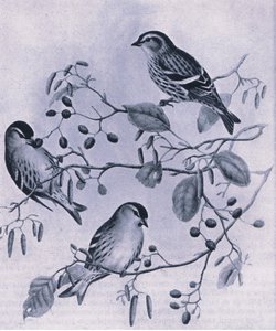 英国的Siskins，1946年由柯林斯出版
