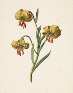 与三朵黄色百合花的分支 作者 M. de Gijselaar
