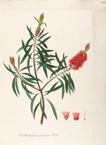 奥尔巴尼瓶子草（Callistemon speciosum DC），桃金娘科，宿叶灌木，原产于澳大利亚，水彩画 作者 马达莱娜丽莎穆西诺