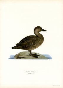 黑色 Scoter（彩色平版） 作者 马格努斯·费迪南德和威廉·冯·赖特