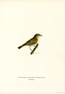 Chiffchaff（彩色平版） 作者 马格努斯·费迪南德和威廉·冯·赖特