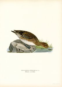 欧亚 Wigeon（彩色光刻） 作者 马格努斯·费迪南德和威廉·冯·赖特