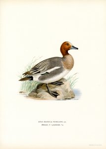 欧亚 Wigeon（彩色光刻） 作者 马格努斯·费迪南德和威廉·冯·赖特