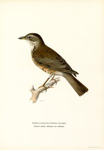 Fieldfare（彩色光刻） 作者 马格努斯·费迪南德和威廉·冯·赖特