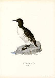 Guillemot（彩色平版印刷） 作者 马格努斯·费迪南德和威廉·冯·赖特