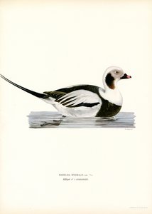 Oldsquaw Duck（彩色光刻） 作者 马格努斯·费迪南德和威廉·冯·赖特