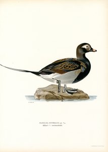Oldsquaw Duck（彩色光刻） 作者 马格努斯·费迪南德和威廉·冯·赖特