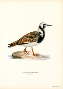 Ruddy Turnstone（彩色光刻） 作者 马格努斯·费迪南德和威廉·冯·赖特