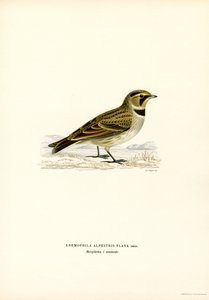 Shore Lark（彩色平版） 作者 马格努斯·费迪南德和威廉·冯·赖特