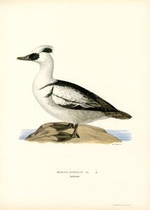 Smew（彩色印刷） 作者 马格努斯·费迪南德和威廉·冯·赖特