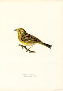 黄鲑鱼（Emberiza citrinella）（彩色石版画） 作者 马格努斯·费迪南德和威廉·冯·赖特