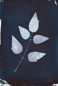 青色版画，2023 年（纸上青色版画）