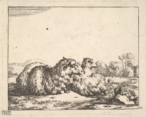 绵羊，来自一套16张的版画，1664年。 作者 马库斯·德拜