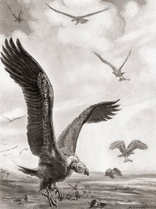 秃鹫叼走战死者的残肢，摘自哈钦森的《民族史》，1915 年出版 作者 玛格丽特（后）多瓦斯顿