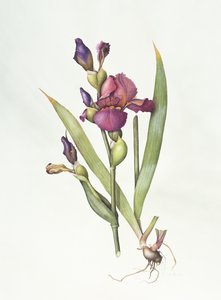 鸢尾花（纸上水彩 作者 玛格丽特·安·伊甸园