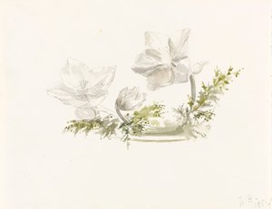 插花研究（石墨、水彩） 作者 玛格丽特·路易莎·赫歇尔