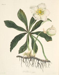 黑色嚏根草或圣诞玫瑰，来自四季花卉插图，酒吧。 1829年（手工彩色雕刻） 作者 玛格丽特·罗斯科（Margaret Roscoe）
