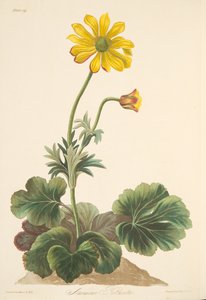 仙客来叶子，来自四季花卉插图，酒吧。 1829年（手工彩色雕刻） 作者 玛格丽特·罗斯科（Margaret Roscoe）